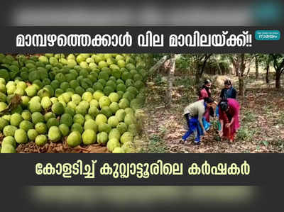 ഇനി മാവിലയുടെ കാലം... കോളടിച്ചത് കുറ്റ്യാട്ടൂരിലെ കർഷകർക്ക്