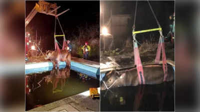600 किलो का बैल स्विमिंग पुल में गिरा, बाहर निकालने के लिए क्रेन लाई गई  