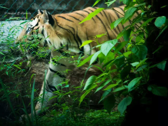 ​ಬನ್ನೇರುಘಟ್ಟ ರಾಷ್ಟ್ರೀಯ ಉದ್ಯಾನವನ