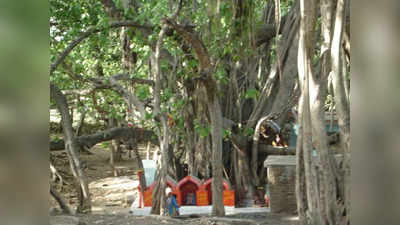 Navratri Special: देवी के 64 स्वरूपों के दर्शन के साथ विशालकाय बरगद का पेड़ है इस मंदिर का आकर्षण