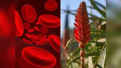 Teeta Phool: આ ફૂલ નથી દવા છે, લોહીની ઉણપથી લઈ દૂર કરશે આ 10 રોગ