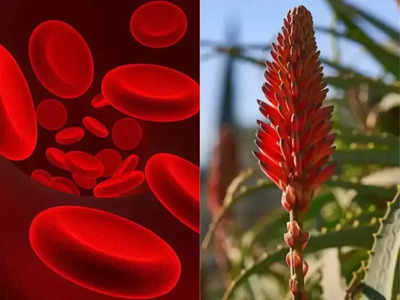 Teeta Phool: આ ફૂલ નથી દવા છે, લોહીની ઉણપથી લઈ દૂર કરશે આ 10 રોગ 