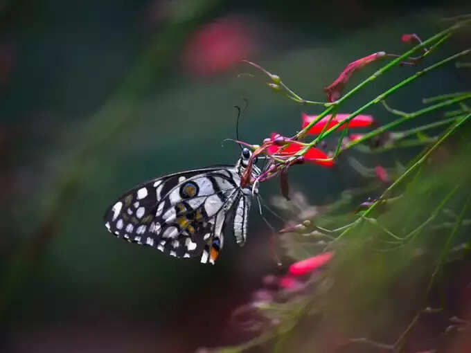 ​શું છે તીતા ફૂલ?