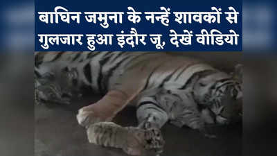 Indore Zoo Video : बाघिन जमुना ने चार शावकों को जन्मा, मां के साथ प्यार का वीडियो आया सामने, देखें