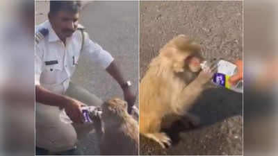 ट्रैफिक कांस्टेबल ने पिलाया प्यासे बंदर को पानी, IAS ने शेयर किया इंसानियत भरा वीडियो