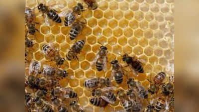 National Beekeeping Honey Mission কেন্দ্রের ভাবনায় জাতীয় মৌমাছি পালন ও মধু মিশন