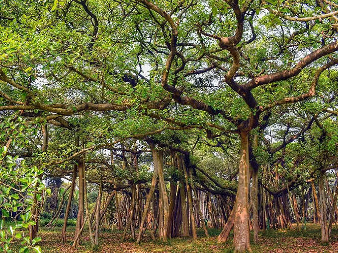 ವಿಶ್ವದ ಅತ್ಯಂತ ದೊಡ್ಡ ಆಲದ ಮರ