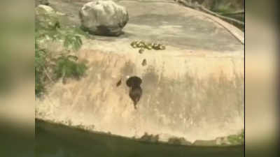 Viral Video: ನೀರಿಗೆ ಇಳಿಯಲು ಮರಿಗಳಿಗೆ ತಾಯಿಯ ಪಾಠ: ಅದ್ಭುತವಾಗಿದೆ ಬಾತುಕೋಳಿಗಳ ಈ ದೃಶ್ಯ