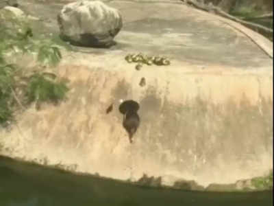 Viral Video: ನೀರಿಗೆ ಇಳಿಯಲು ಮರಿಗಳಿಗೆ ತಾಯಿಯ ಪಾಠ: ಅದ್ಭುತವಾಗಿದೆ ಬಾತುಕೋಳಿಗಳ ಈ ದೃಶ್ಯ