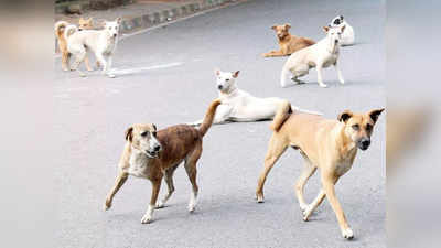 Dog Attack News: आवारा कुत्‍तों ने ली मासूम की जान, गर्मी आते ही सहारनपुर के कुत्‍ते फिर हुए आदमखोर