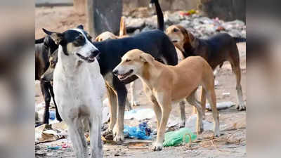 Lucknow News: तमाम मन्नतों के बाद मिले इकलौते बेटे को कुत्तों ने नोचकर मार डाला, बहन भी जख्मी