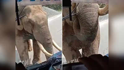 हाथी को बीच रास्ते में देख ड्राइवर ने रोक दी बस, आगे की कहानी कैमरे में कैद हो गई