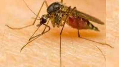 Dengue in South Delhi: दिल्लीवाले मच्छरों के प्रकोप से परेशान, साउथ MCD एरिया में 9 गुना तक बढ़ गए मच्छर