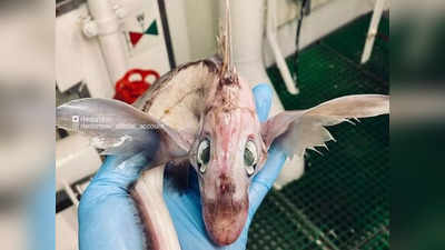 39 वर्षीय मछुआरे को समंदर में मिली अजीबोगरीब मछली, लोग कहने लगे- बेबी ड्रैगन