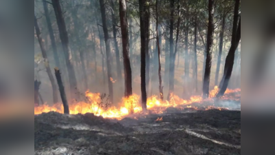 जंगल की आग के मामलों में 10 गुना से अधिक की बढ़ोतरी, सीईईडब्ल्यू की रिसर्च में दावा