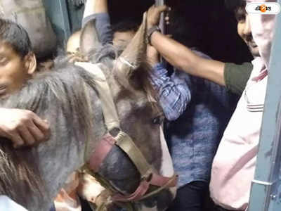 Horse in Local Train: লোকাল ট্রেনের ভিড় কামরায় যাত্রীদের সঙ্গে ঘোড়াও! দেখুন সেই ভিডিয়ো