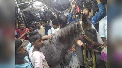 Viral Photo: घोडा करतोय लोकल ट्रेनने प्रवास, प्रवाशांनी घेतली अशी फिरकी