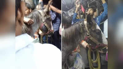 Horse travel in local train: लोकल ट्रेन में सफर करते दिखा घोड़ा, इंटरनेट पर तस्वीरें छा गई