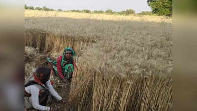 Hamirpur news: हमीरपुर में गेहूं का रकबा घटा, भूसे की होगी कमी इसलिए इस बार पराली में आग नहीं लगाएंगे किसान