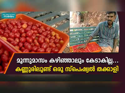 മൂന്നുമാസം കഴിഞ്ഞാലും കേടാകാത്ത തക്കാളി ...