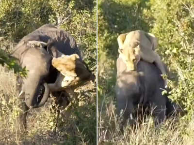 हाथी को गिराने के लिए उसकी पीठ पर चढ़ी शेरनी, लेकिन अंत में पूरा खेल बदल गया