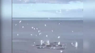 Viral Video: ಸಮುದ್ರದ ಮೇಲೆ ಹಕ್ಕಿಗಳ ಸೇನೆಯ `ದಾಳಿ: ಮತ್ತೆ ಮತ್ತೆ ನೋಡಬೇಕೆನಿಸುವ ಅದ್ಭುತ ದೃಶ್ಯವಿದು