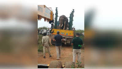 ಭಾನುಮತಿಯ ಮೋಹಕ್ಕೆ ಸಿಲುಕಿ ಸೆರೆಯಾದ ಚಿಕ್ಕಮಗಳೂರಿನ ಚತುರ ಎಂಬ ಖ್ಯಾತಿ ಪಡೆದಿದ್ದ ಕಾಡಾನೆ!