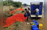 Tomatoes price : सब्जियां मंहगी फिर, सड़कों पर टमाटर क्यों फेंकने को मजबूर हैं तेलंगाना के किसान?