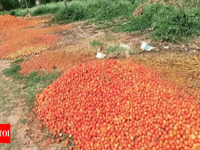 ​300 रुपये क्विंटल मिल रही टमाटर की कीमत