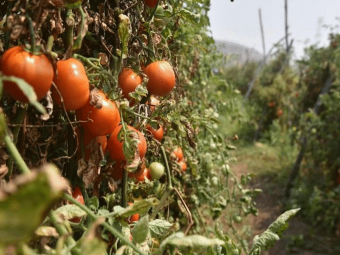 ​ज्यादा आमद से परेशान किसान