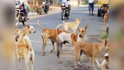 Chhatarpur News : घर के बाहर खेल रही मासूम को उठा ले गया कुत्ता, बमुश्किल लोगों ने बचाई जान, हालत गंभीर