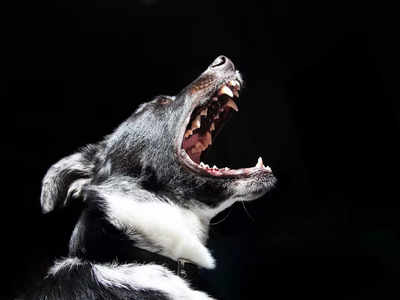 Dog Bite: হঠাৎ কুকুরের কামড়! ঘরোয়া উপায়ে প্রথম ধাক্কা সামলাবেন কী ভাবে?