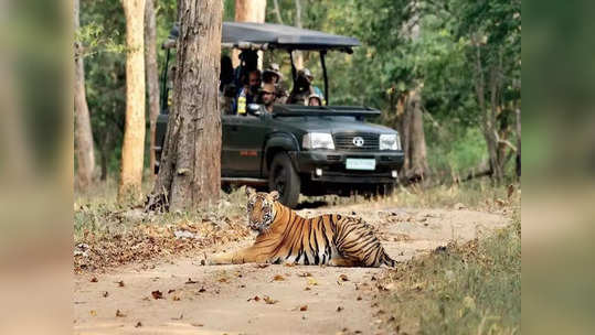 Tiger Safari: ગીર નેશનલ પાર્કની જેમ ગુજરાતમાં વાઘની સફારીનો પણ રોમાંચ માણવા મળશે 