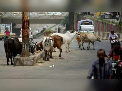 Vadodara: ગાય સાથે બાઈક અથડાયું અને યુવકનું મોત થતાં રુ. 56 લાખનું વળતર ચૂકવવા કોર્ટનો આદેશ 