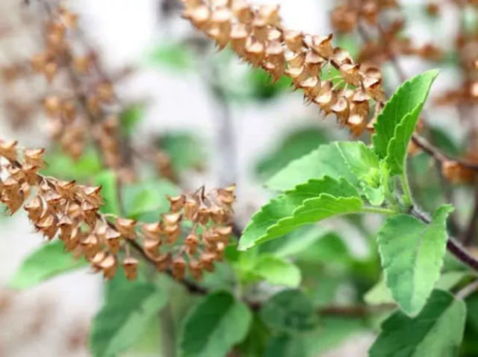 ​ತುಳಸಿ ಮಂಜರಿಗಳನ್ನು ಏನು ಮಾಡಬೇಕು..?