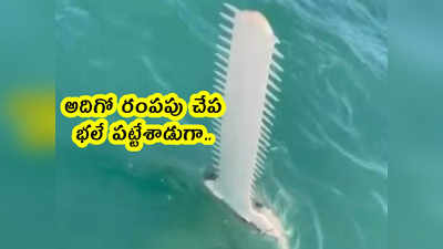 video: అదిగో రంపపు చేప.. భలే పట్టేశాడుగా..