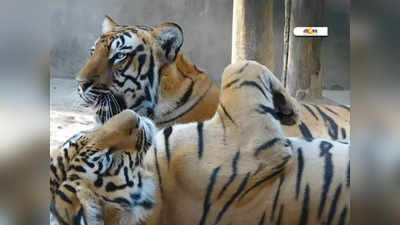 Siliguri News: Mamata Banerjee-ই নাম রাখবেন ৩ ব্যাঘ্র শাবকের, আশায় বুক বাঁধছে Bengal Safari