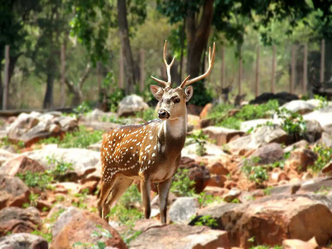 कंचुला कोरक कस्तूरी मृग अभ्यारण्य - Kanchula Korak Musk Deer Sanctuary