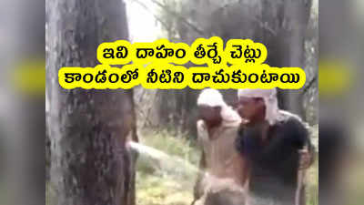 video: ఇవి దాహం తీర్చే చెట్లు.. లోపల నీటిని దాచుకుంటాయి