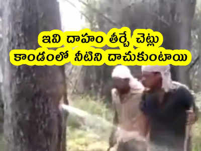 video: ఇవి దాహం తీర్చే చెట్లు.. లోపల నీటిని దాచుకుంటాయి