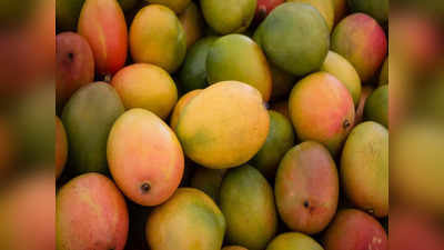 Mangoes Price: భారీగా తగ్గిన మామిడి దిగుబడి.. మార్కెట్‌లో రికార్డు రేటు! 