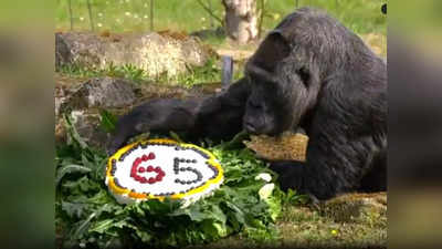 Video: दुनिया की सबसे बूढ़ी गोरिल्ला ने मनाया 65वां जन्मदिन, केक काटकर अकेले खाया, देखें उंगलियां चाटते हुए वीडियो