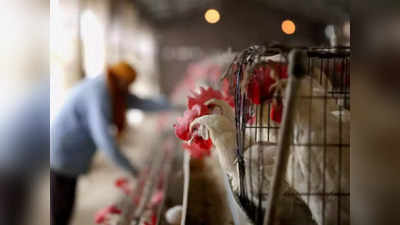 Bihar Bird-flu : सुपौल में बर्ड-फ्लू पुष्टि, 9 किलोमीटर रेडियस में 1 लाख मुर्गियों को मारने का आदेश...