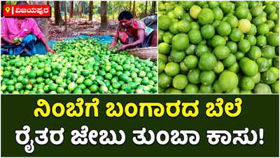 ನಿಂಬೆ ಹುಳಿಯಲ್ಲ.. ಬಂಗಾರ.. : ದರ ದರ ಏರುತ್ತಿದೆ ನಿಂಬೆ ದರ- ಕೊರೊನಾದಿಂದ ಸೊರಗಿದ್ದ ರೈತರಿಗೆ ಬಂಪರ್‌