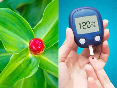 ડાયાબિટિસના દર્દીઓને ઈન્સ્યુલિન આપે છે આ છોડ, 1 પાન ચાવવાથી કંટ્રોલમાં રહેશે સુગર