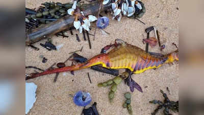 Australia: ऑस्ट्रेलिया के समुद्री तट पर दिखे रहस्यमय जीव, मरे हुए सीड्रैगन को देखकर विशेषज्ञ हैरान