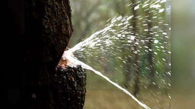 Shocking Video: देवाची करणी अन् झाडात पाणी! ‘या’ वृक्षामधून निघतो पाण्याचा फवारा