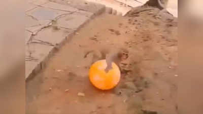 Viral Video : ಬಲೂನ್‌ನಲ್ಲಿ ಕೋತಿ ಮರಿಯ ಖುಷಿಯ ಆಟ: ಮನಸ್ಸಿಗೆ ಮುದ ನೀಡುತ್ತದೆ ಈ ಆನಂದದ ಕ್ಷಣ