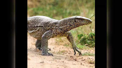 Monitor Lizard: क्या है मॉनिटर छिपकली और किन इंडस्ट्रियों में होता है इसका इस्तेमाल