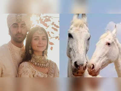 Ranbir-Alia wedding: রণবীর-আলিয়াকে অভিনব উপহার! তারকা-জুটির নামে একজোড়া ঘোড়ার নামকরণ